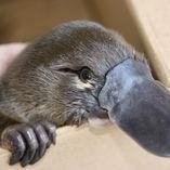 Boedi (@criticalvet) 's Twitter Profile Photo