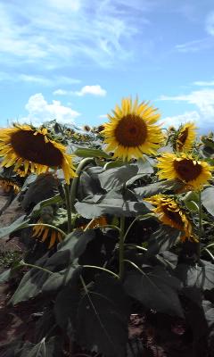 neneandchibi's profile picture. キレイなものに感動するぅ～