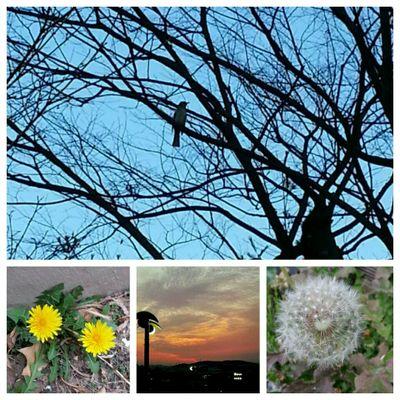 ( 예명 : 유소추. ) : ^o^ ...민들레 홀씨 바람에 흩날릴 때면 외로운 내마음도 바람에 흩날린다...♡ , #..☆. 유소추 : 버드나무 위에 작은새 ( 버들유.작을소.새추 ) #..암벽을 사랑하는 이. ( rock - climber ) 꽃 사랑.