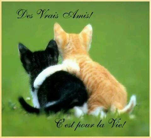 AbdelahElhor's profile picture. 