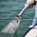 Capt. Carl Ball (@awolfishing) Twitter profile photo Capt. Carl Ball (@awolfishing) Twitter profile photo
