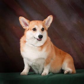 We love Corgis!