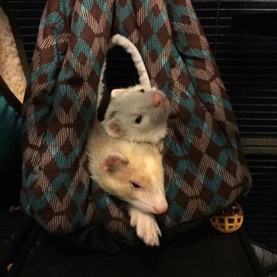 isthataferret's profile picture. 