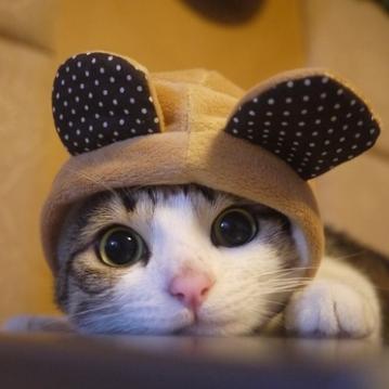 Cutest Pet pics and videos! Follow for Follow! We always follow back!
