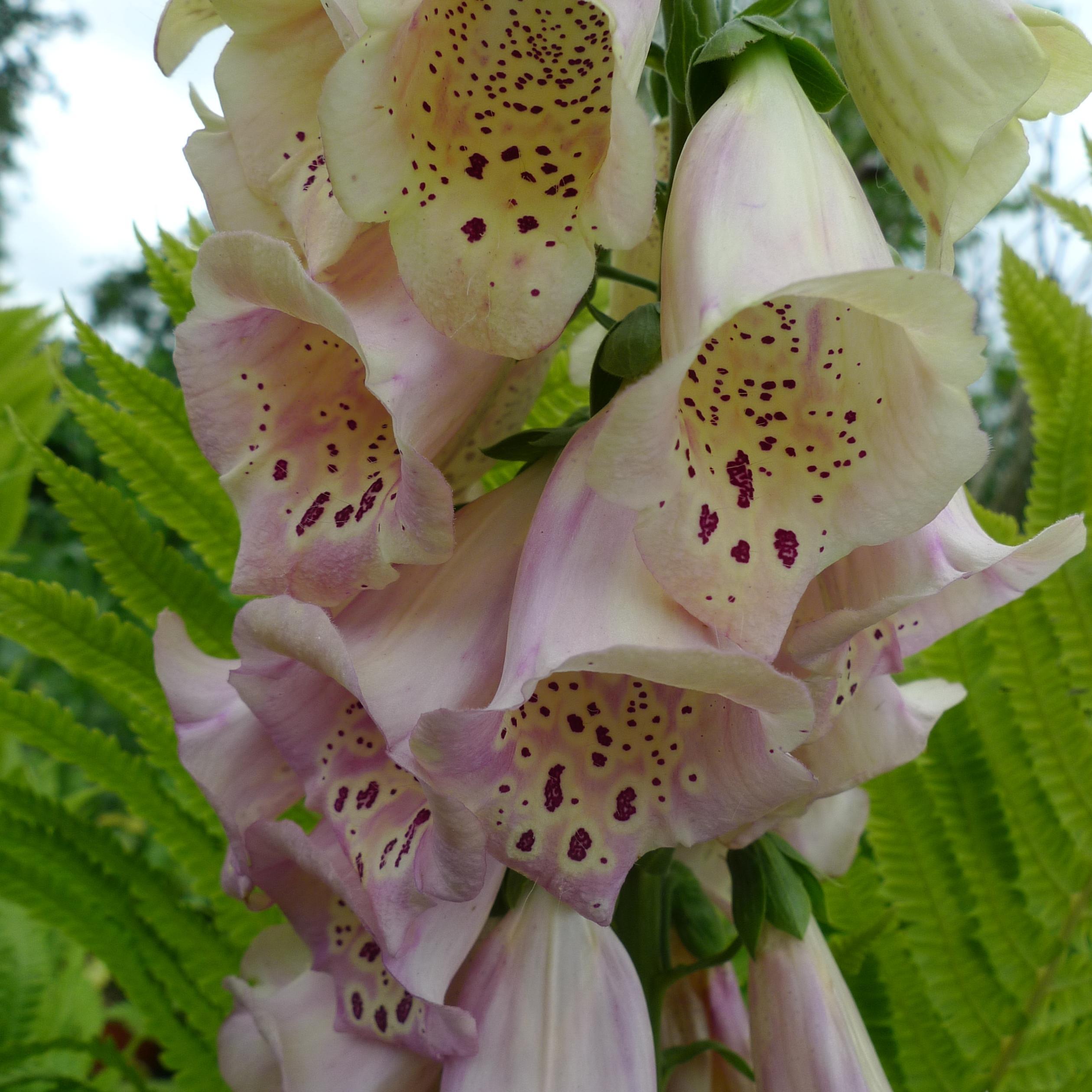 Plantpersons nursery, less usual hardy garden plants all lime tolerant. Rare shrubs, intersectional and specie Peonies, Hollyhocks, Foxglove National Collection