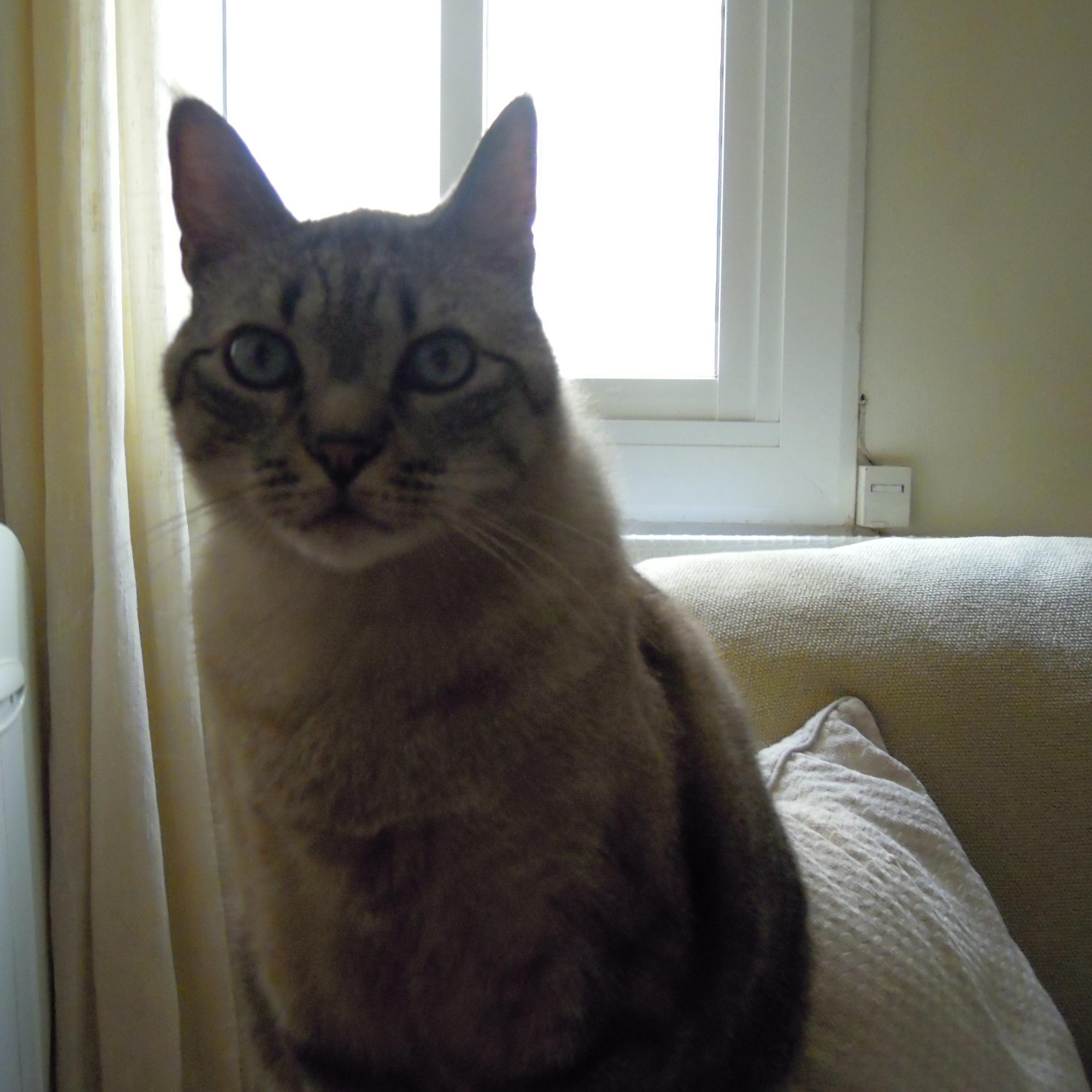 angelsgnieto's profile picture. 