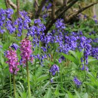 Rosemary Furness (@bluebell852) 's Twitter Profile Photo