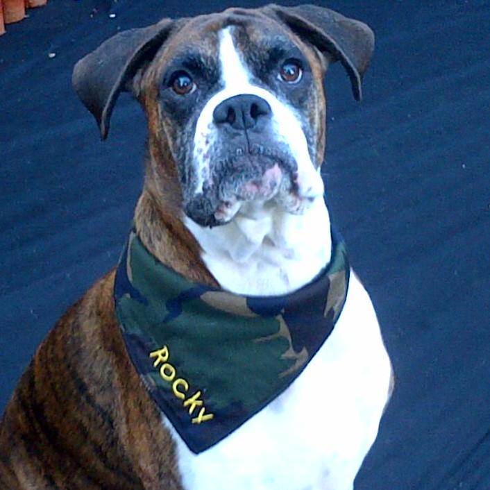 meandrocky7's profile picture. 