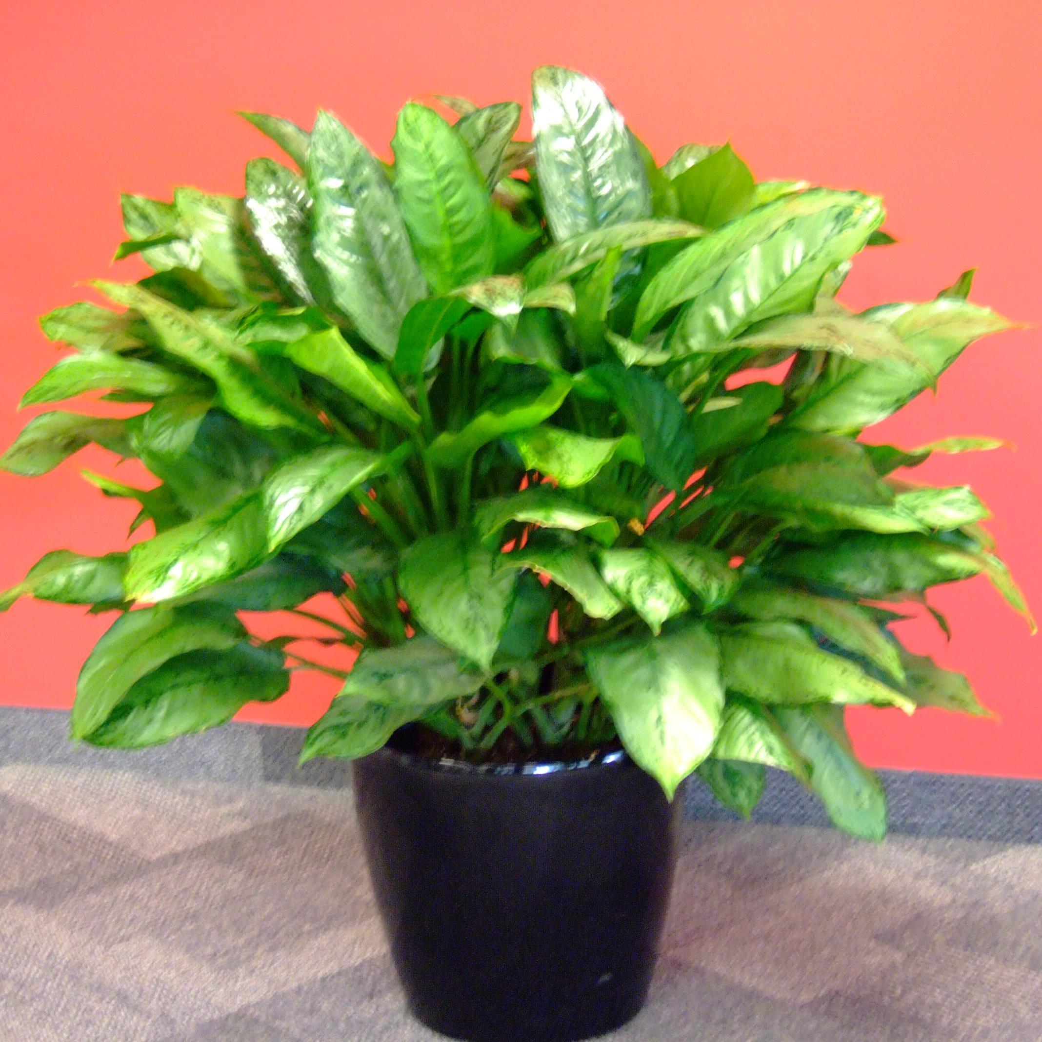 GallantPlants's profile picture. Interior and Office Plant Maintenance | Foliage Plants | Greening Halifax  One Office at Time | Plantscaping