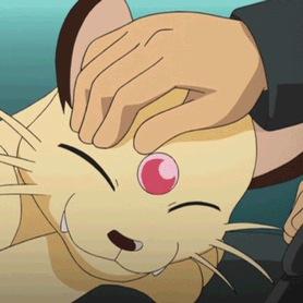 【Macho.】 Persian divertido, hiperactivo y juguetón. 「ｅｓｔａｄｏ ｓａｌｖａｊｅ」 Amable y amigable con todos; fuerte. 《¡Miawr!》 Cuidado con las garras.