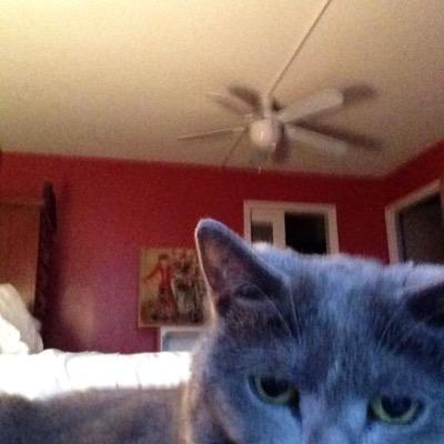 swayedaway3's profile picture. borderline writer, cat lover, and treasures movies