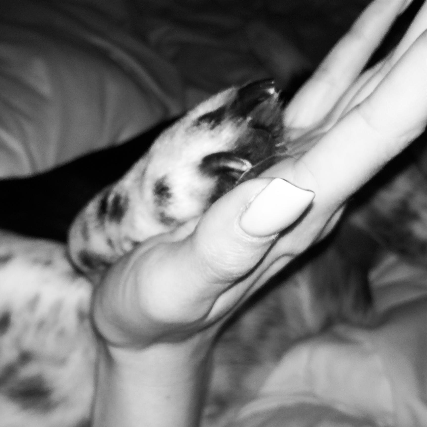 I'm here to raise awareness, and help end, the horrific dog meat trade...