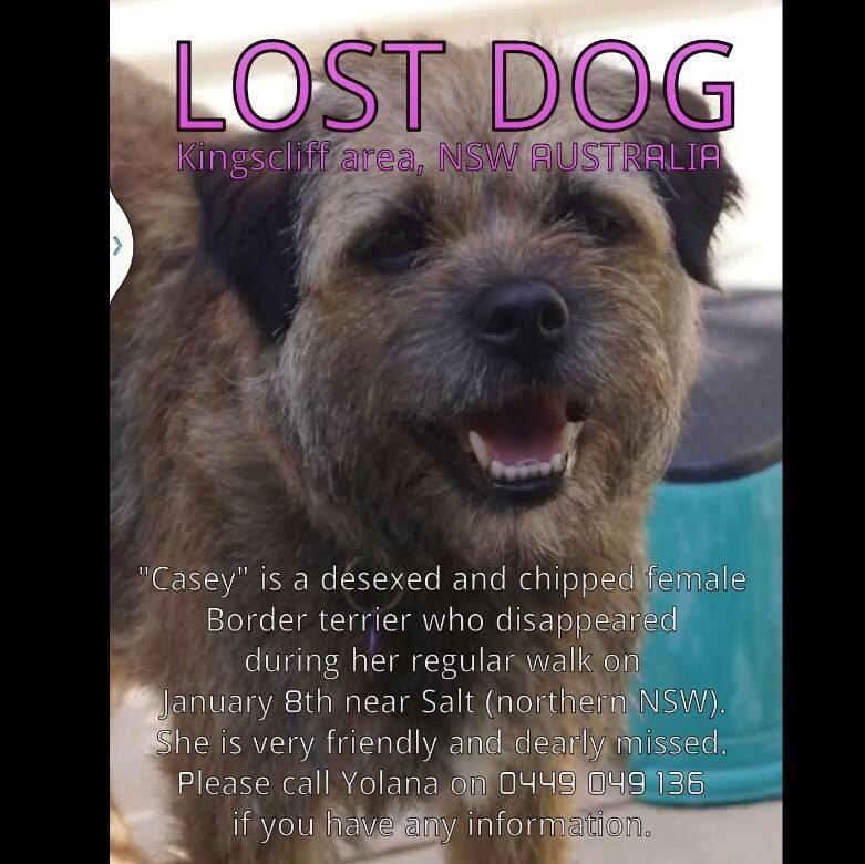 Border terrier female MISSING from Northern NSW, Australia