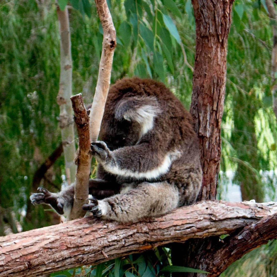 resident sleepy koala