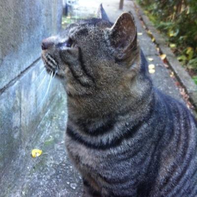 現在主に自分の悪い所棚上げで愚痴吐いてます。愚痴は気が済んだらコメントついてても消します。