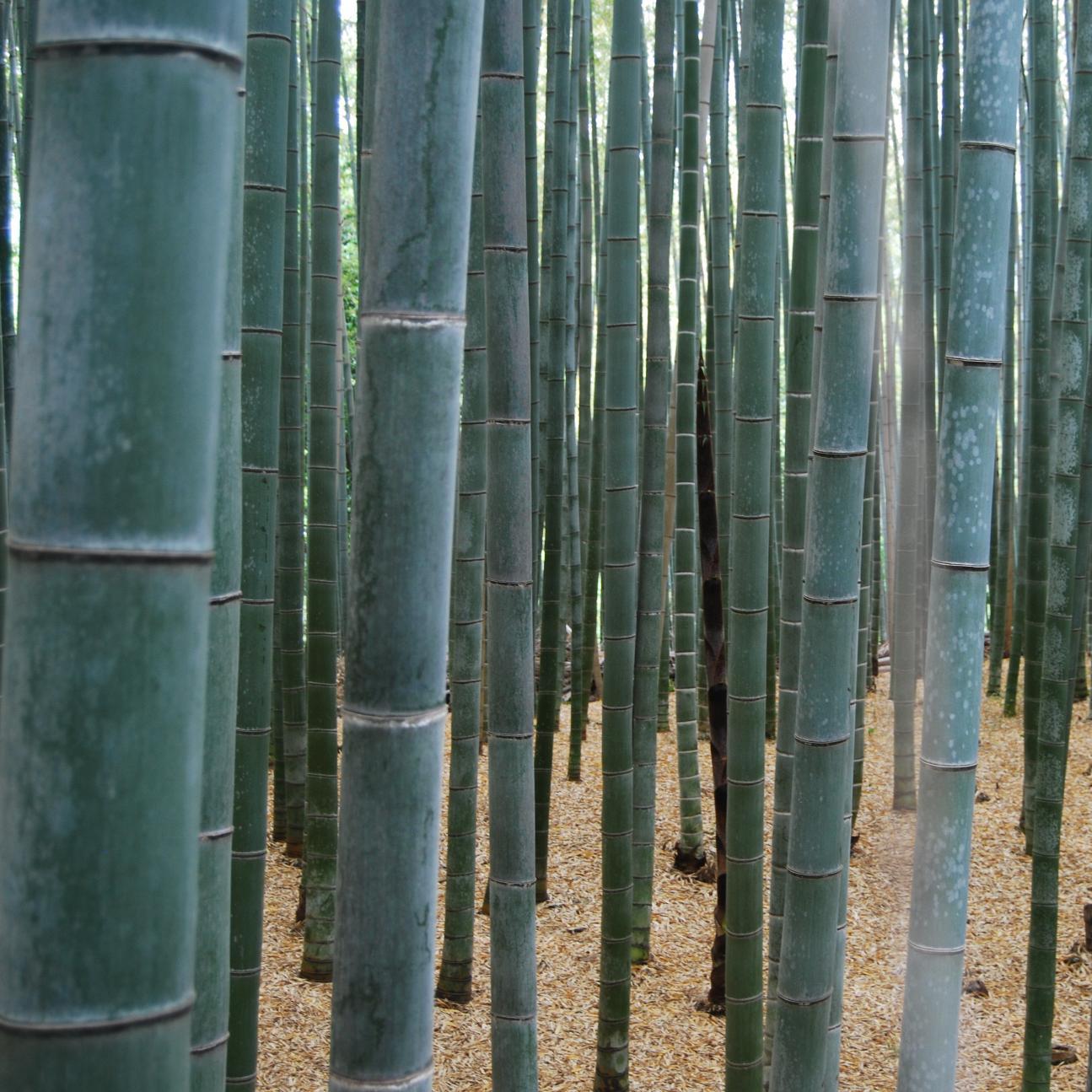 scooternak's profile picture. 