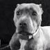 Kevin Paul Davis (@kpdwv3) Twitter profile photo