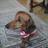 CesareSalvioni's profile image