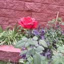 Lorena Alegria - @_230247289095 - Twitter