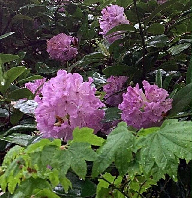 Retired tropicals horticulture tech. Container gardener. Hardiness Zone 8b.