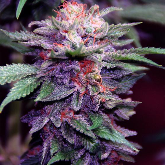 Somos dos estudiantes de Arquitectura enganchados al cannabis.