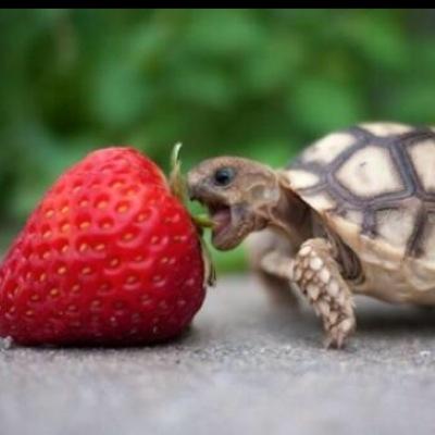 Cutest Baby Animals Http T Co Ddjwpwfzkr Cutest Baby Animals Http T Co Ddjwpwfzkr