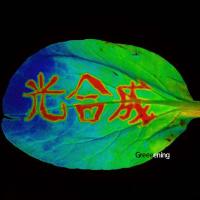 小林 康一 (K. Kobayashi) (@greeeening) Twitter profile photo