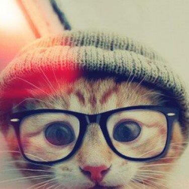 Cutest_Kitten's profile picture. cute kitten & cat pictures are all that matter. meow