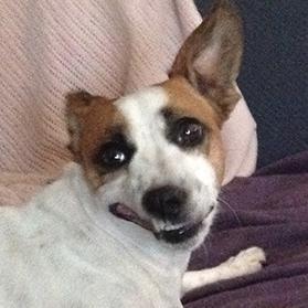 Happy Jackchi