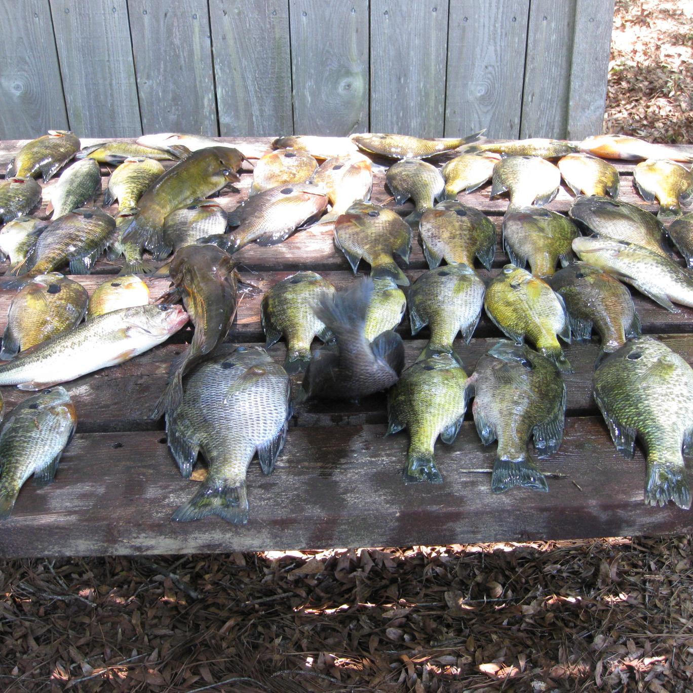 crimsonfan's profile picture. 