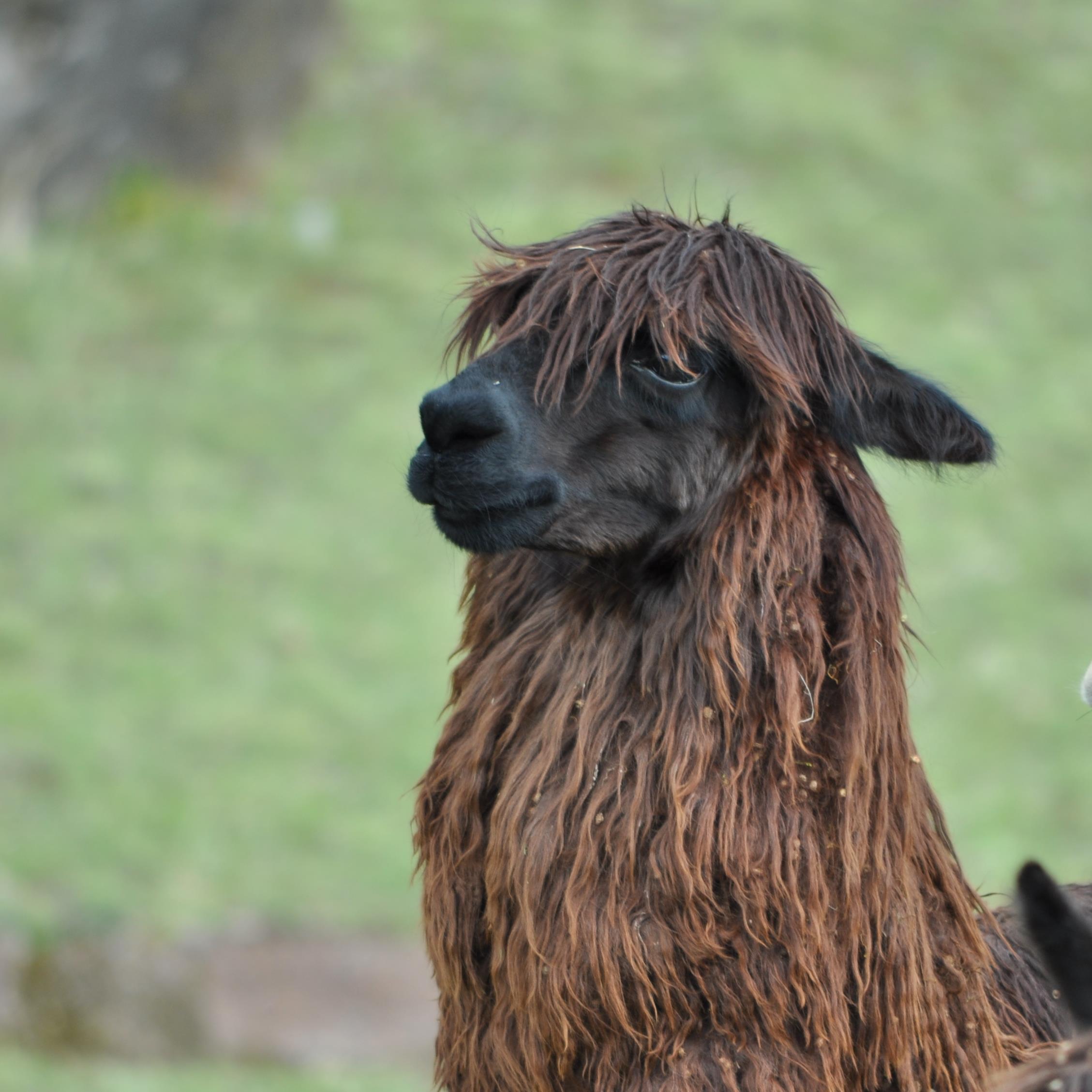 GardiniAlex's profile picture. 