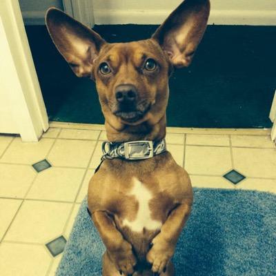 scott4245's profile picture. Circling the drain of eternity while chasingBBQ and Tex-Mex. Survivor of the Great Weenie Dog Drive of '09. #Hashtag Ninja