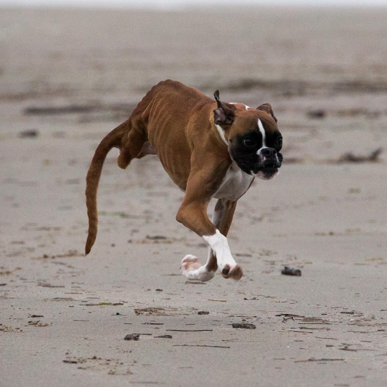 Duncan Lou Who the 2 legged boxer wonder dog!