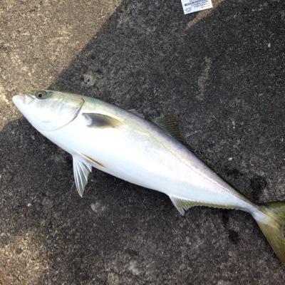 釣りとE-gilrsが好きです 釣りは磯釣りをして がまかつがすきです フォローお願いします