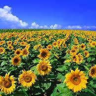 mhfsummer's profile picture. 糖尿病になりました！高血圧も！