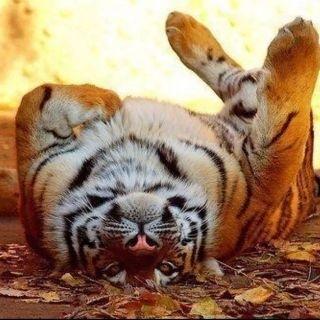 guruhnusantara's profile picture. .