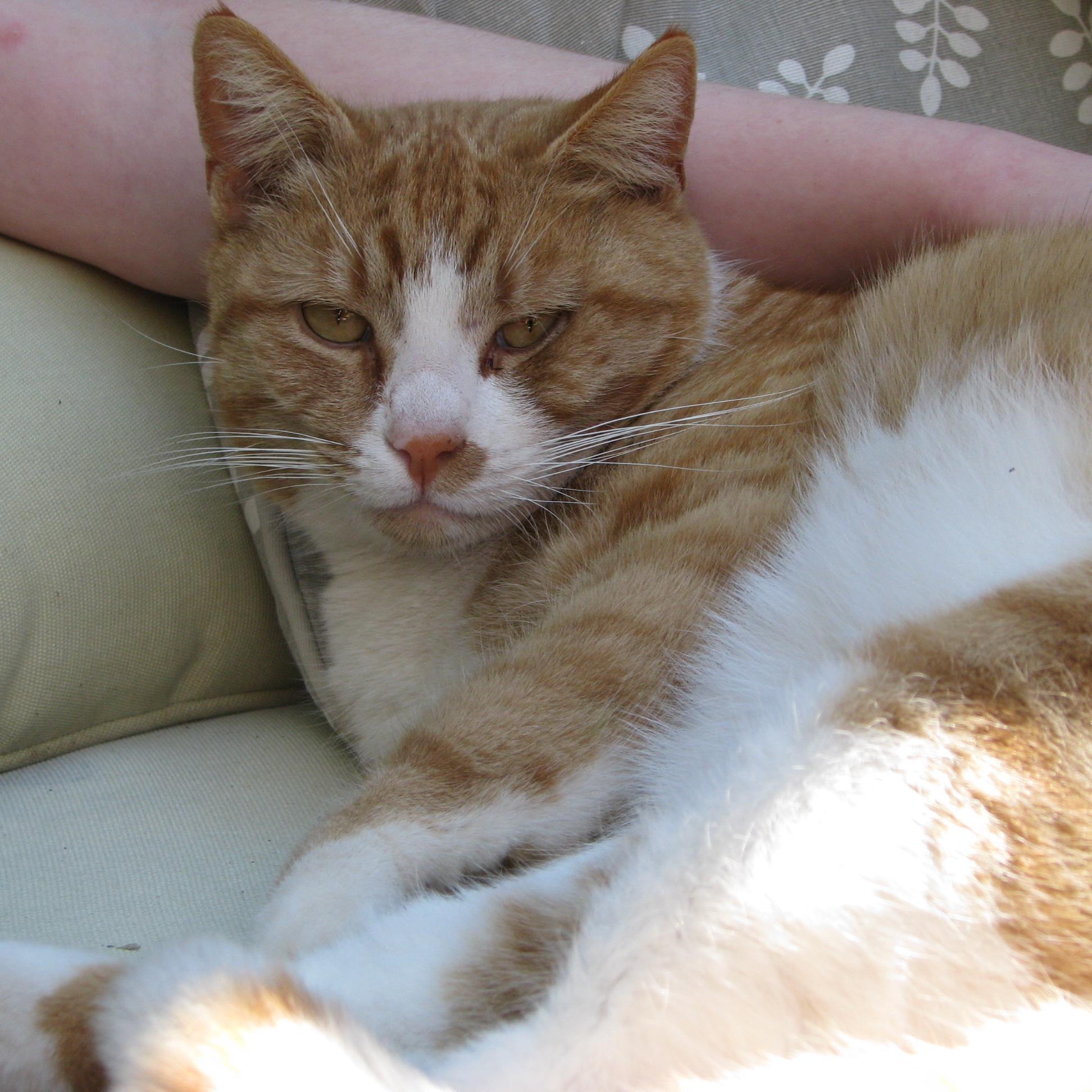 bernymcatlady's profile picture. All lives should have 9 cats.