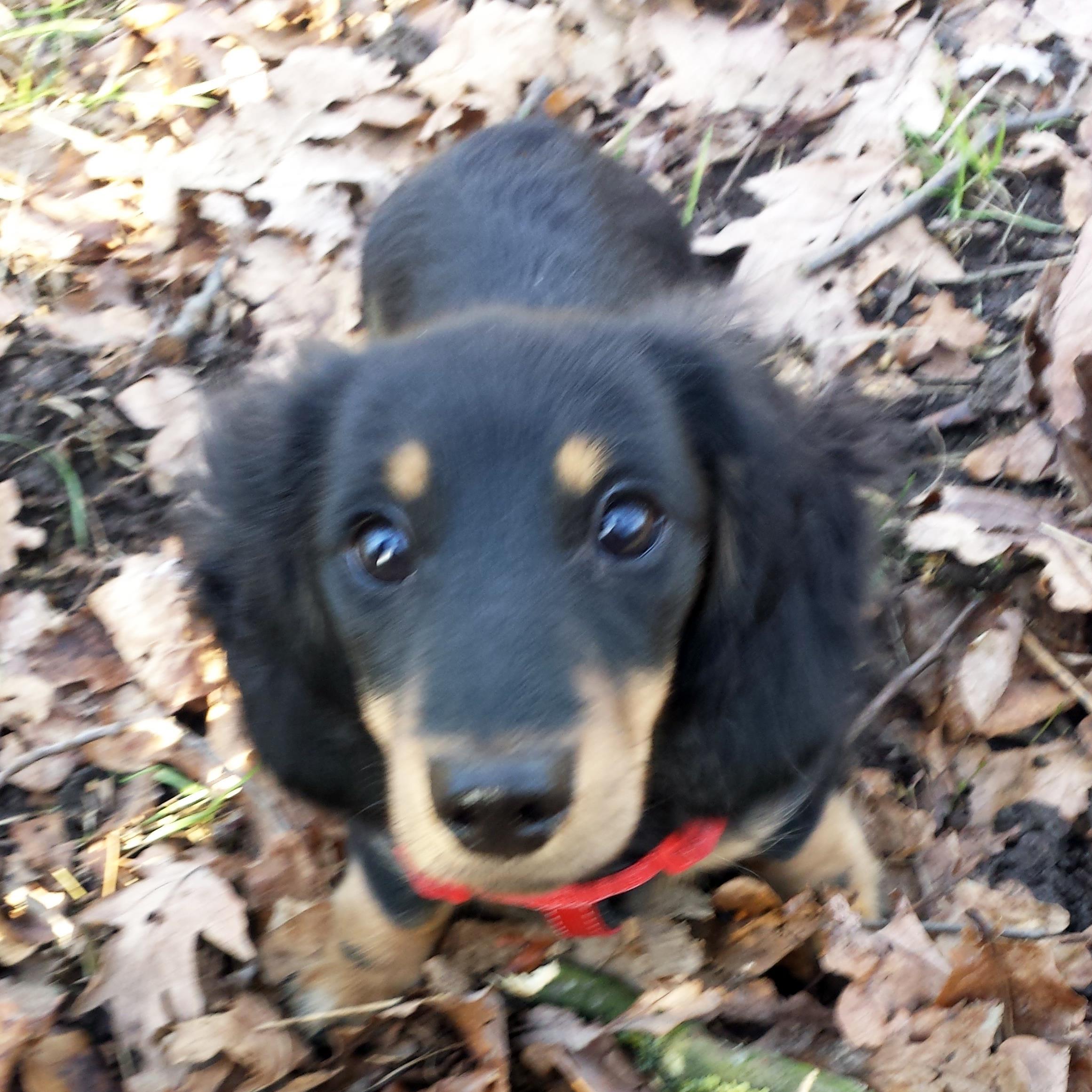Lil' Pup, Big City - Finding my feet and friends as a Junior Account Executive @Chatterbags @FE_Ltd