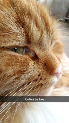 BoomKnuffelaar_'s profile picture. 