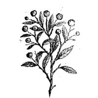 BOTANY (@botanyshope5) 's Twitter Profile