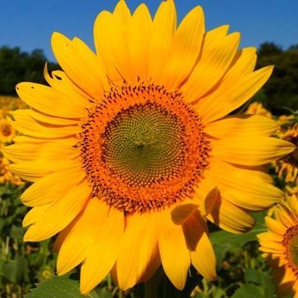 Based in South West France enjoy your retirement, outdoor living, lifestyle with like minded people in a community spirited, safe and warm environment.