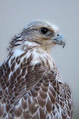‏‏‏‏‏51B8E9A2 اضافات