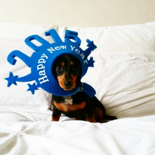 Hi I'm Arnold The Sausage - I'm a mini dachshund, living in Melbourne, Australia.
I love food and eating and I especially love exploring new places.