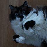 guiguizmo's profile picture. 