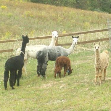 Providing Alpaca Made Items, Animal Lover, Alpaca Farmer, small boutique owner https://t.co/9Ziaq1e40m