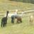 AlaMarAlpaca's profile image