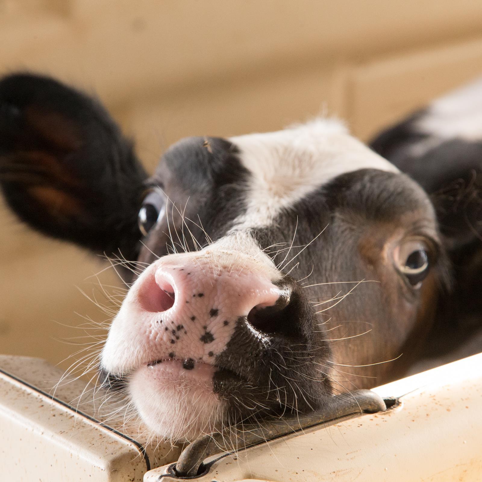 Learn more about growing up on a family dairy farm.