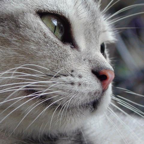 Finding all kitty lovers.