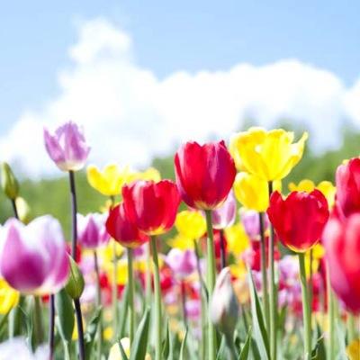 安星蘭 Anxinglan Twitter