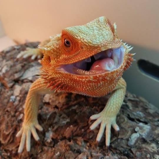 Custom homes for your exotics
